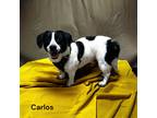 Adopt Carlos a Black Jack Russell Terrier / Beagle / Mixed (short coat) dog in