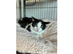 Adopt Kannon a All Black Domestic Shorthair / Mixed Breed (Medium) / Mixed