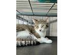 Adopt Gannon a Gray or Blue Domestic Shorthair / Mixed Breed (Medium) / Mixed