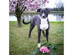 Adopt Candy a Black American Pit Bull Terrier / Mixed Breed (Medium) / Mixed