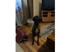 Adopt Daryl a Brindle Plott Hound / Mixed dog in Fort Collins, CO (41086432)