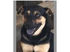 Adopt Puma a Black - with Tan, Yellow or Fawn German Shepherd Dog / Rottweiler