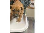 Adopt 55671509 a Tan/Yellow/Fawn Rhodesian Ridgeback / Mixed Breed (Medium) /