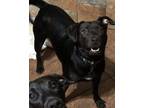Adopt Kira a Black Labrador Retriever / Mixed Breed (Small) / Mixed dog in