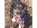 Adopt Newton a Tricolor (Tan/Brown & Black & White) Mountain Cur / Hound