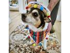 Adopt Lucy Lu (AZ) a Tricolor (Tan/Brown & Black & White) Rat Terrier / Mixed