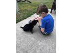 Adopt Zulu a Black - with Tan, Yellow or Fawn German Shepherd Dog / Mixed dog in