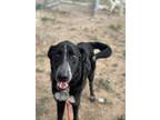 Adopt Linus K27 10/20/23 a Black Australian Cattle Dog / Mixed Breed (Medium) /