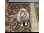 Adopt Dawn mist a Orange or Red Tabby Domestic Shorthair / Mixed cat in