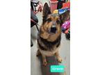 Adopt Gracie a German Shepherd Dog / Mixed dog in Richmond, IN (41154553)