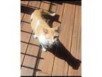 Adopt Curry a Orange or Red (Mostly) Domestic Shorthair (short coat) cat in