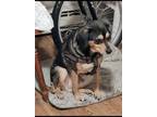 Adopt Thor a Tan/Yellow/Fawn - with Black Beagle / Pomeranian / Mixed dog in