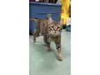 Adopt Lincoln a Brown Tabby Domestic Shorthair / Mixed Breed (Medium) / Mixed