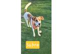 Adopt Sabre a White - with Brown or Chocolate Beagle / Foxhound / Mixed dog in