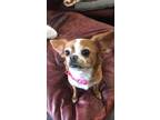 Adopt Ruthie a Brown/Chocolate - with White King Charles Spaniel / Pekingese /