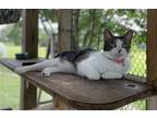 Adopt June a Gray or Blue (Mostly) Domestic Shorthair / Mixed (short coat) cat