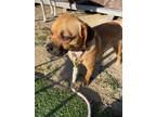 Adopt Franny a Tan/Yellow/Fawn Pug / Beagle / Mixed dog in Encino, CA (41009217)
