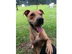 Adopt Kela a Tan/Yellow/Fawn Golden Retriever / Mixed Breed (Medium) / Mixed