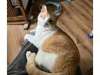 Adopt Odin a Orange or Red (Mostly) Domestic Shorthair (short coat) cat in