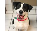 Adopt Snoopy a White - with Black Pointer / American Staffordshire Terrier /