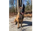 Adopt Autumn a Tan/Yellow/Fawn Belgian Malinois / Mixed Breed (Medium) / Mixed