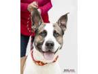 Adopt Sandor a White German Shepherd Dog / Mixed Breed (Medium) / Mixed (short