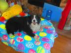 Adopt Mia a Black - with White Border Collie / Mixed dog in Creston