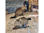 Adopt Dragonfly a Brown Tabby Domestic Mediumhair / Mixed Breed (Medium) / Mixed