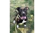 Adopt Trixie - in a foster home a Black American Pit Bull Terrier / Mixed Breed