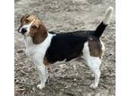 Adopt Nugget a Tricolor (Tan/Brown & Black & White) Beagle / Mixed dog in Baton