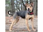 Adopt Archie a Black Mixed Breed (Small) / Mixed Breed (Medium) / Mixed (short