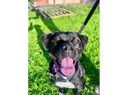 Adopt Lauren a Black - with White Boxer / Terrier (Unknown Type