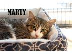 Adopt Marty a Spotted Tabby/Leopard Spotted Domestic Shorthair cat in
