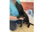 Adopt Luigi a Brindle Labrador Retriever / Mixed dog in Buchanan, GA (41168758)