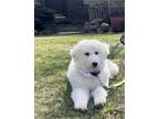 Adopt Debbie Hairy a White Great Pyrenees / Mixed dog in Catasauqua