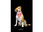 Adopt Caramel a Red/Golden/Orange/Chestnut - with White Brittany / Mixed Breed