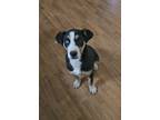 Adopt Black Ice a Hound (Unknown Type) / Husky / Mixed dog in Arkadelphia