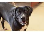 Adopt Uno a American Pit Bull Terrier / Mixed dog in West Union, OH (36966086)