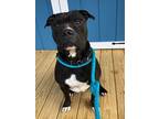 Adopt Legend Yrly 81 a American Pit Bull Terrier / Mixed dog in Sidney