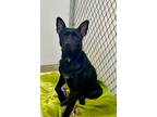 Adopt Rocky a German Shepherd Dog / Mixed Breed (Medium) / Mixed dog in