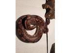 Adopt Nagini a Snake reptile, amphibian, and/or fish in Cincinnati