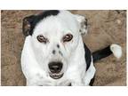 Adopt Dudder a White - with Black Feist / Mixed Breed (Medium) dog in Ridgeland