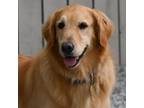 Adopt Holly a Tan/Yellow/Fawn Golden Retriever / Mixed dog in Louisville