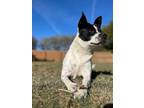 Adopt Jolene a White - with Black Border Collie / Terrier (Unknown Type