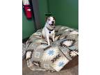 Adopt Colby a White - with Tan, Yellow or Fawn Jack Russell Terrier dog in