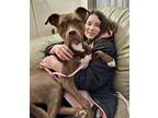 Adopt Dove a White American Pit Bull Terrier / Mixed dog in Grand Rapids