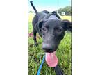 Adopt Destiny a Catahoula Leopard Dog / Mixed dog in St. Francisville