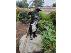 Adopt Toby a Black - with White Pointer / Labrador Retriever / Mixed dog in San
