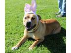 Adopt Tyson a Pit Bull Terrier / Mixed dog in Napa, CA (40915144)