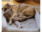 Adopt Finn a Tan/Yellow/Fawn Labrador Retriever / German Shepherd Dog / Mixed
